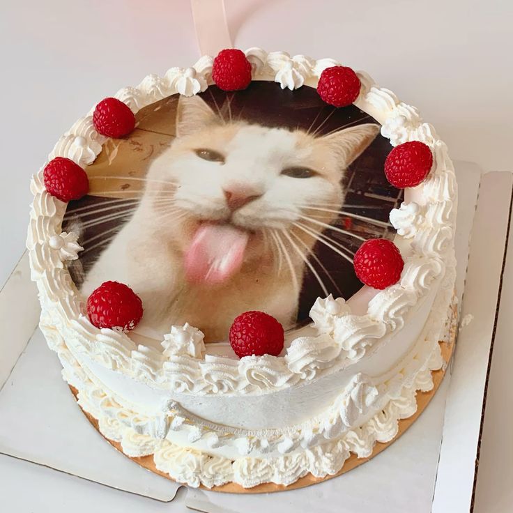 Torta Gato